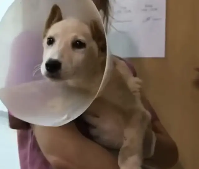 Filhote Se Recusa a Abandonar Irmã Ferida e Cena Emociona Internautas